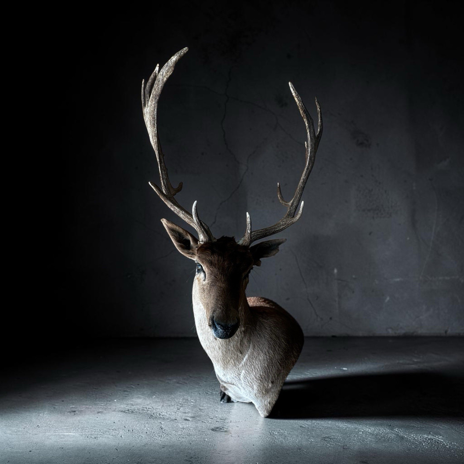 Chocolate Fallow Deer Chocolate Fallow Deer
