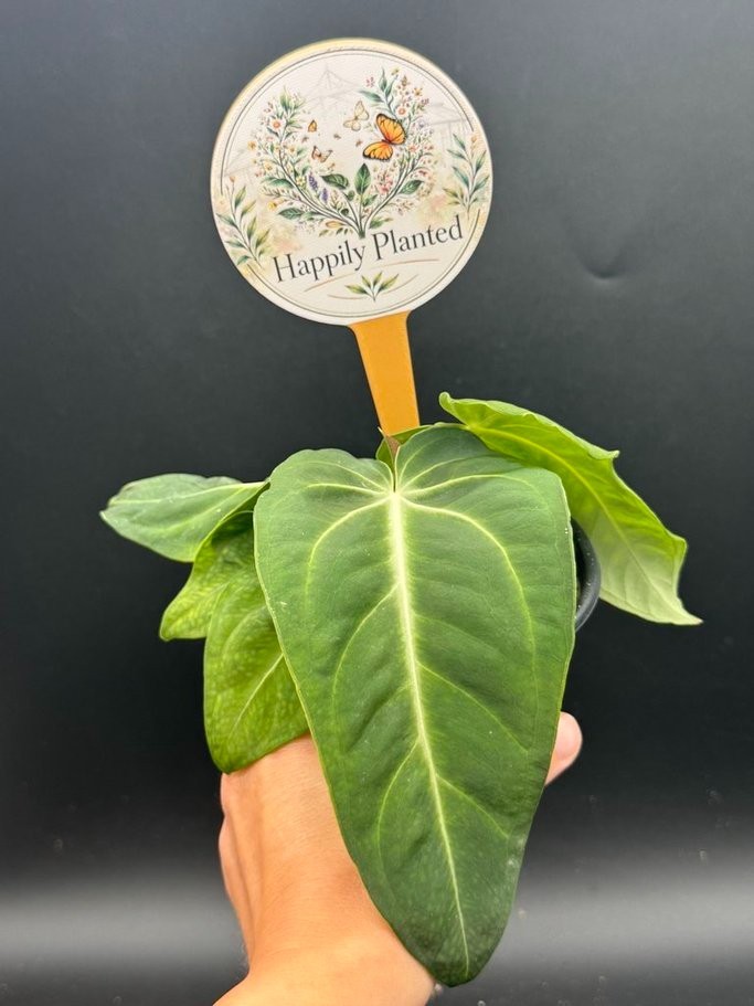 Anthurium Villenaorum Croat - 4\