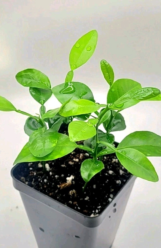 Set of 4 healthy kaffir lime plants, 2-4 inches tall. Set of 4 healthy kaffir lime plants, 2-4 inches tall.