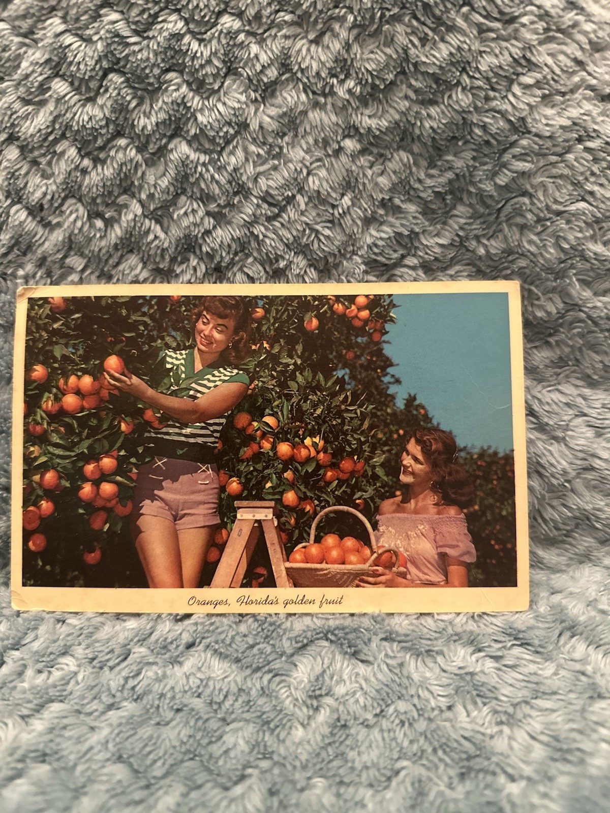 Vintage 60S Era Postcard Florida