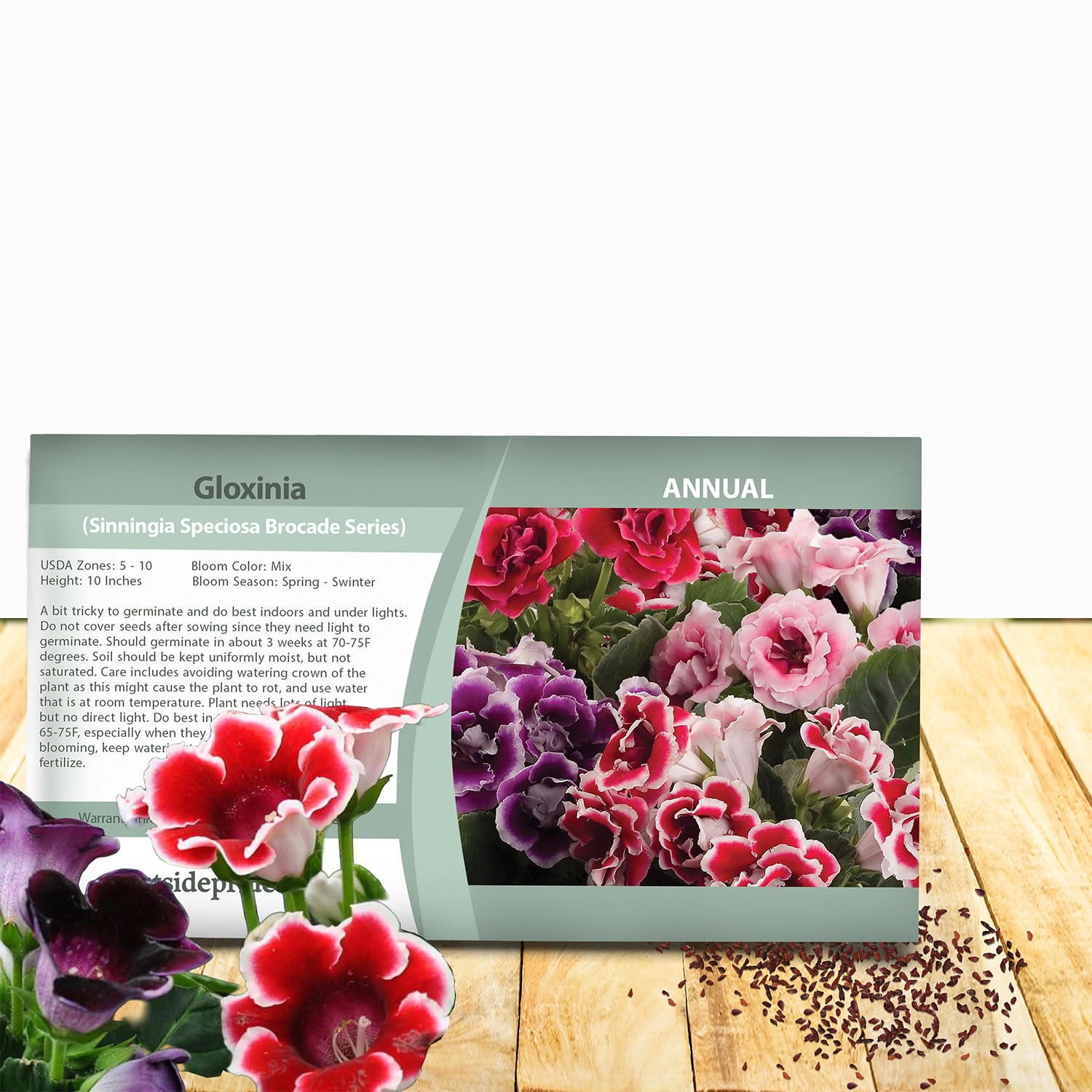 50 Seeds Gloxinia Seeds - Florist\'s Gloxinia Sinningia Speciosa Flower Seed