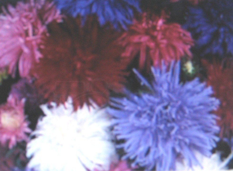 ASTER * CREGO GIANT MIXTURE * ASTER * CREGO GIANT MIXTURE *