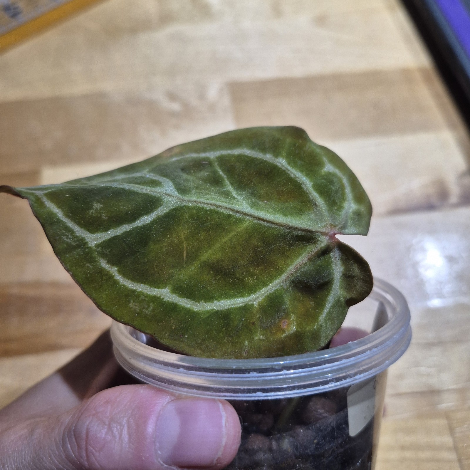 REHAB Rescue ANTHURIUM NOID Rare SMALL REHAB Rescue ANTHURIUM NOID Rare SMALL