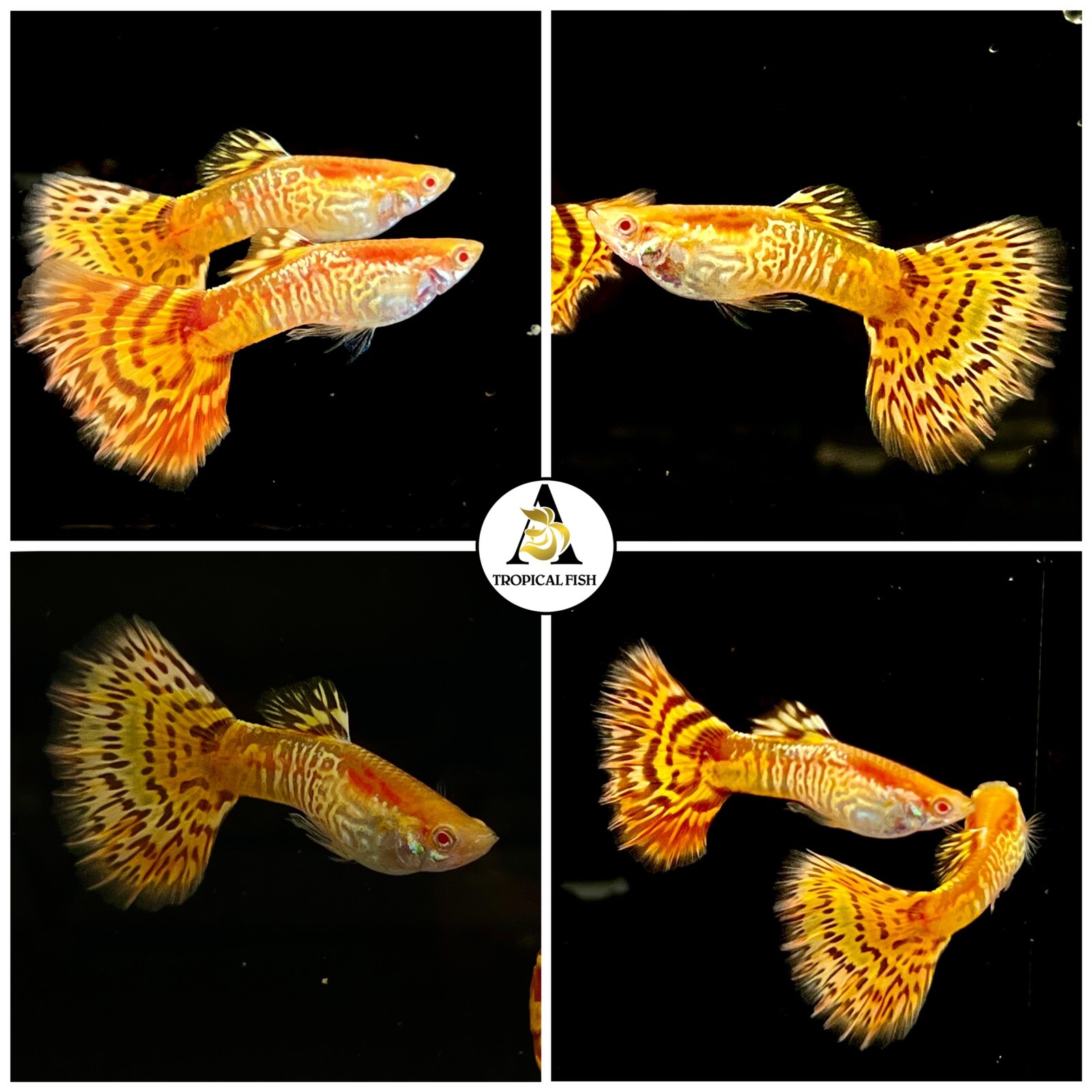 1 Trio☆ Albino Yellow King Cobra - High Quality Guppy Live Fish - Top Grate A+++ 1 Trio☆ Albino Yellow King Cobra - High Quality Guppy Live Fish - Top Grate A+++