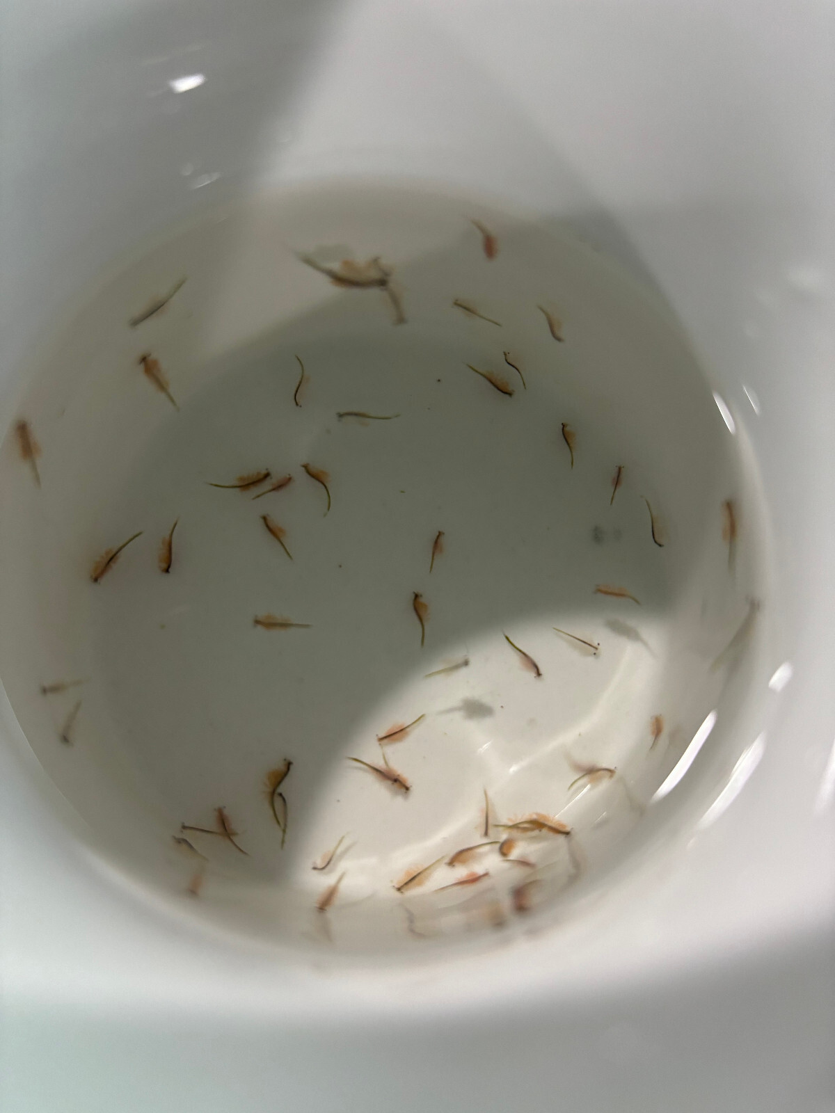 Live Brine Shrimp - Artemia franciscana - Live Food - quantity 150+