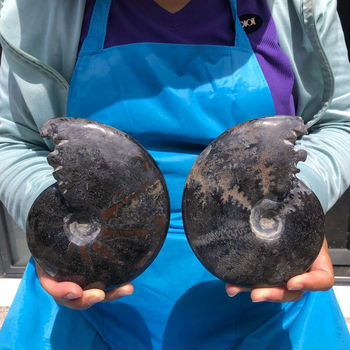 2Pieces 2.83LB Natural Black Fossil Conch Crystal Mineral Specimen Healing 6815