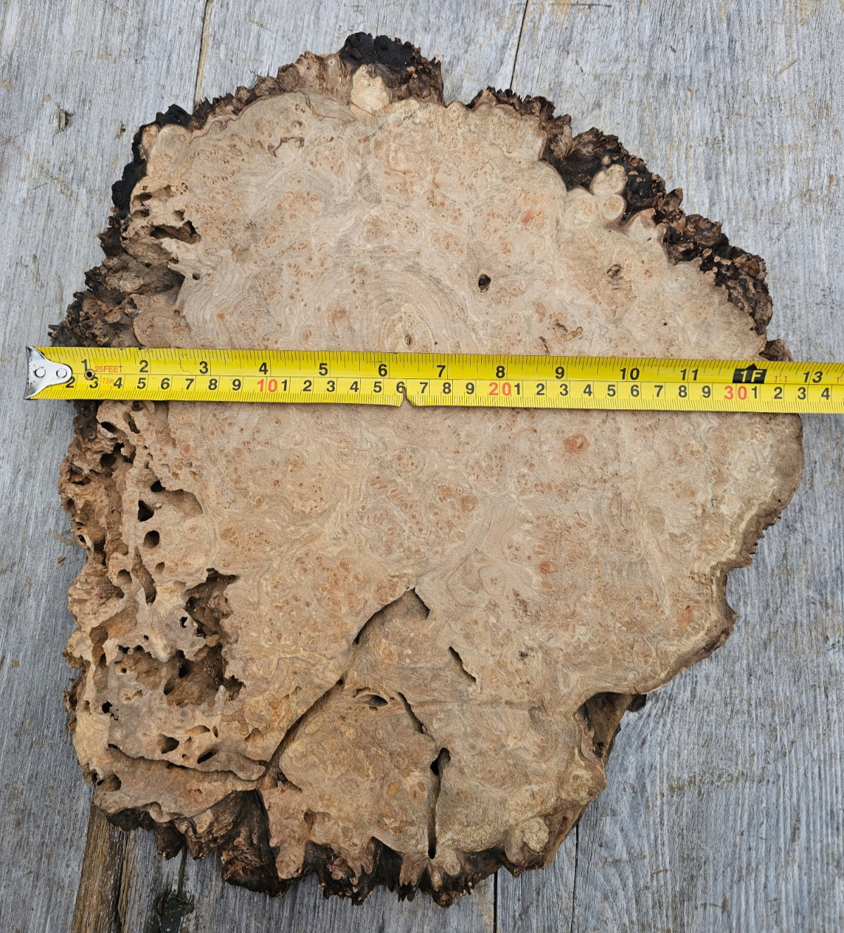 Live Edge Maple Wood Burl Slab