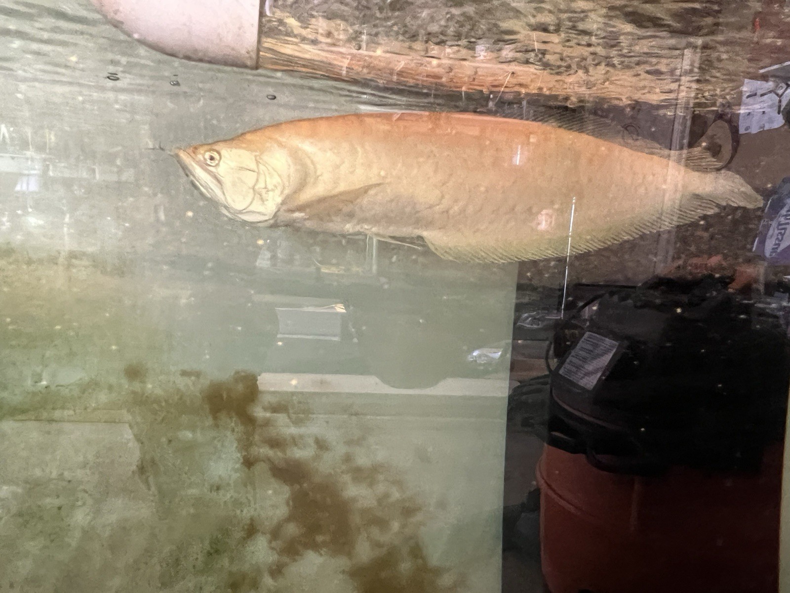 Arowana Freshwater Tropical Aggressive Expert Level Male Live Aquarium Fish Arowana Freshwater Tropical Aggressive Expert Level Male Live Aquarium Fish