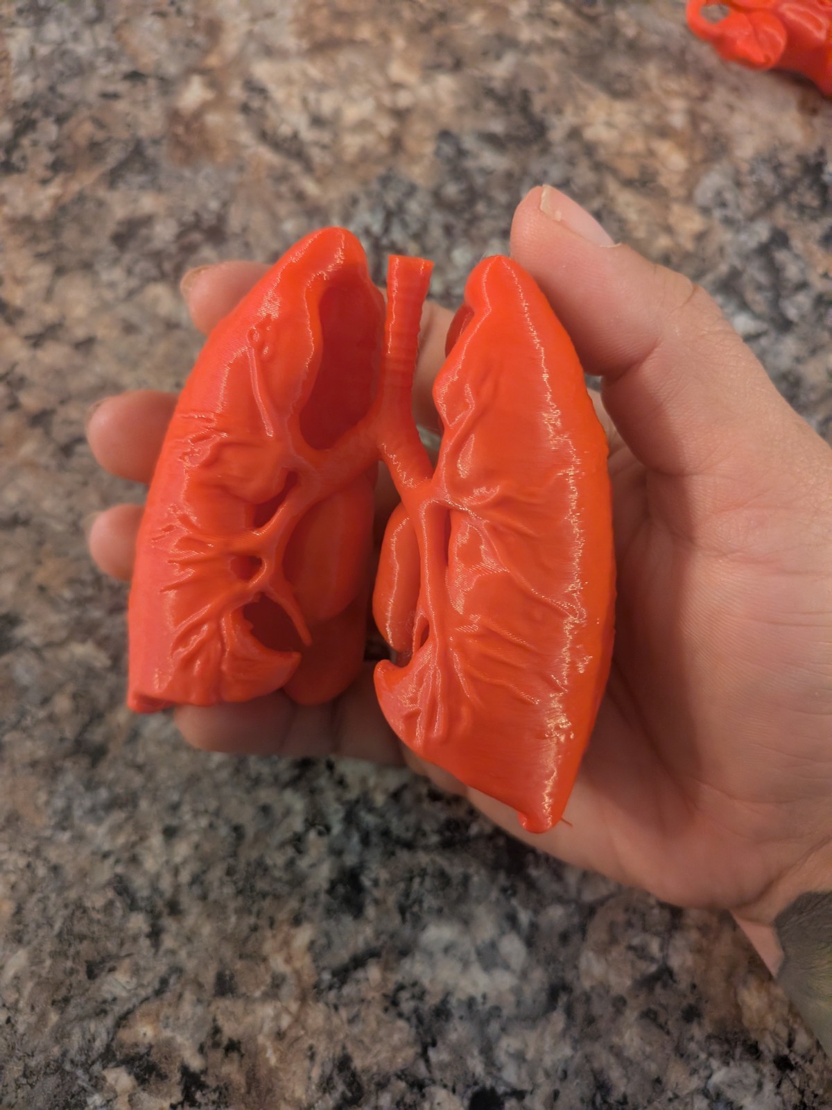 3D Printed Human Lungs | Human Anatomy- Repiratory System