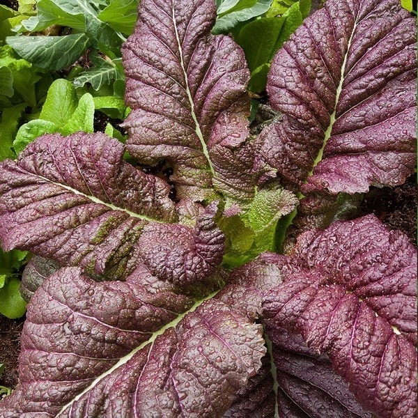Red Mustard Salad Seёds–300 seёds Spicy Red Leaf Asian Greens SW1174+TRACK №