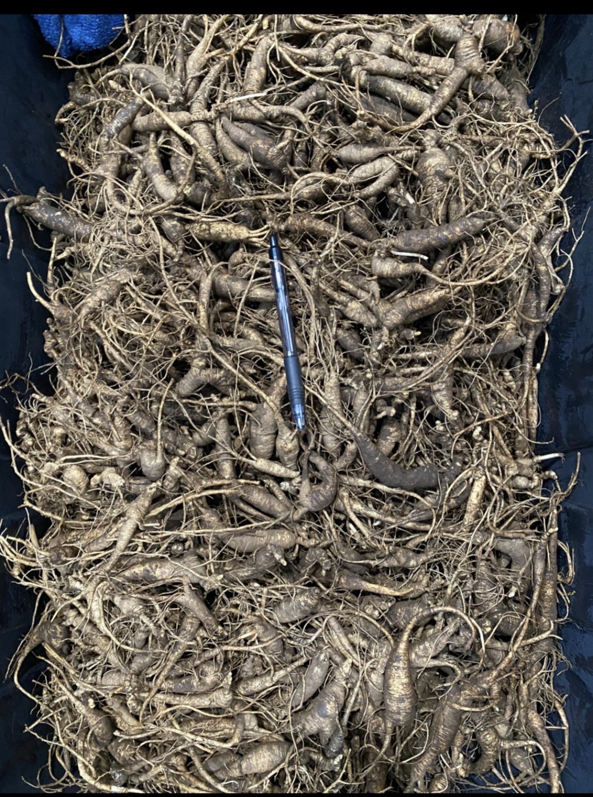 Premium Fresh Wild Ginseng (170 grams) Premium Fresh Wild Ginseng (170 grams)
