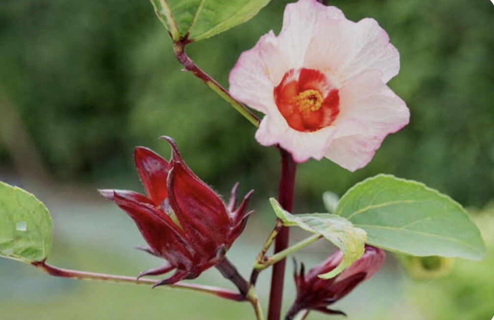 40 Plus Roselle Hibiscus Seeds-Non GMO-Asian Sour Leaf