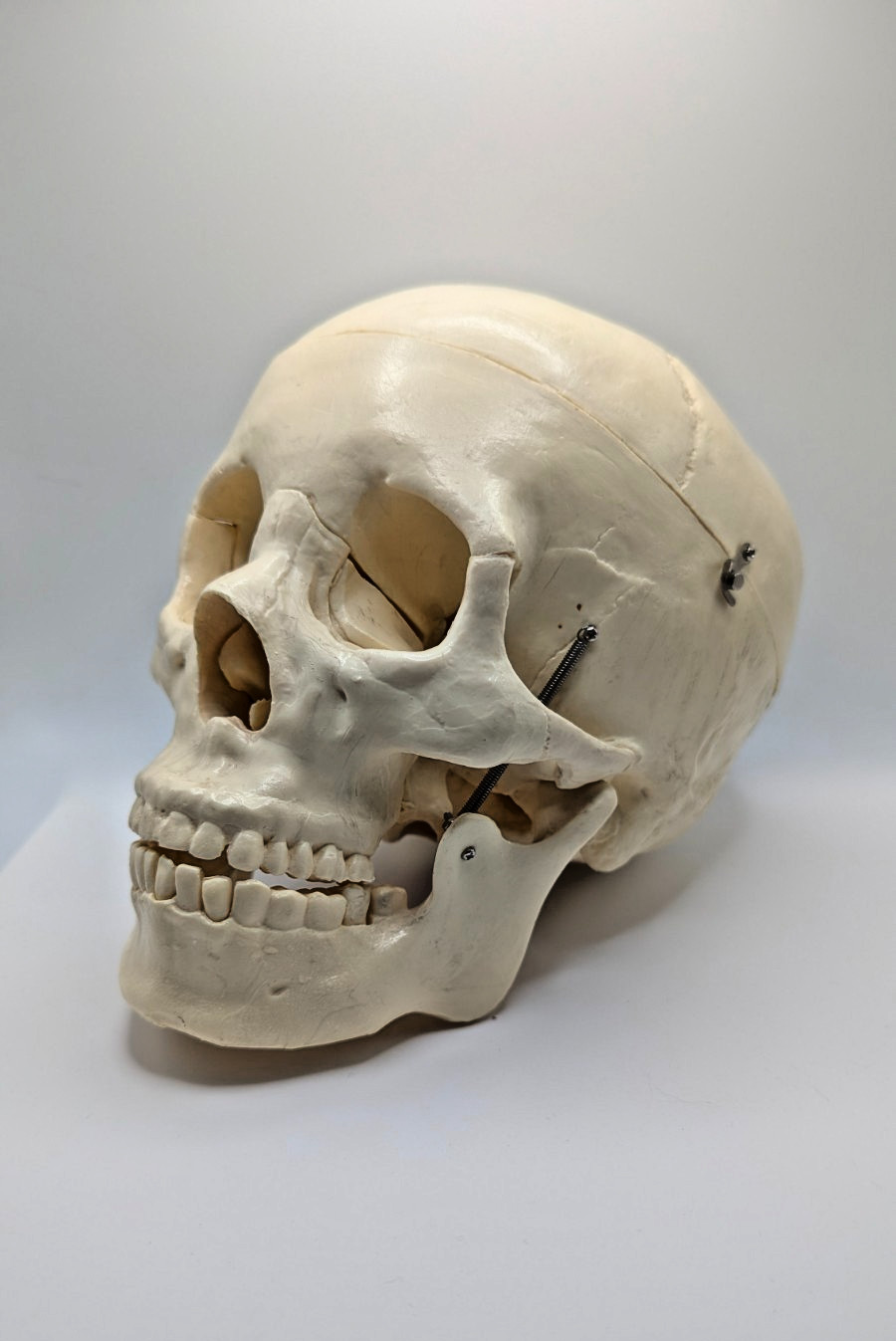 Medical Anatomical Precision Model Human Skull Antique