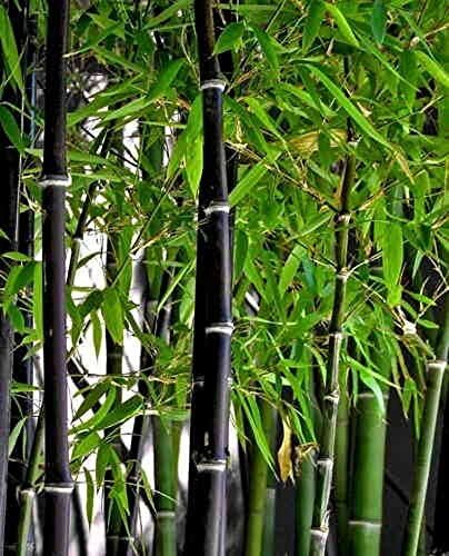 100 Rare Black Bamboo Seeds to Grow Black Bamboo 100 Rare Black Bamboo Seeds to Grow Black Bamboo