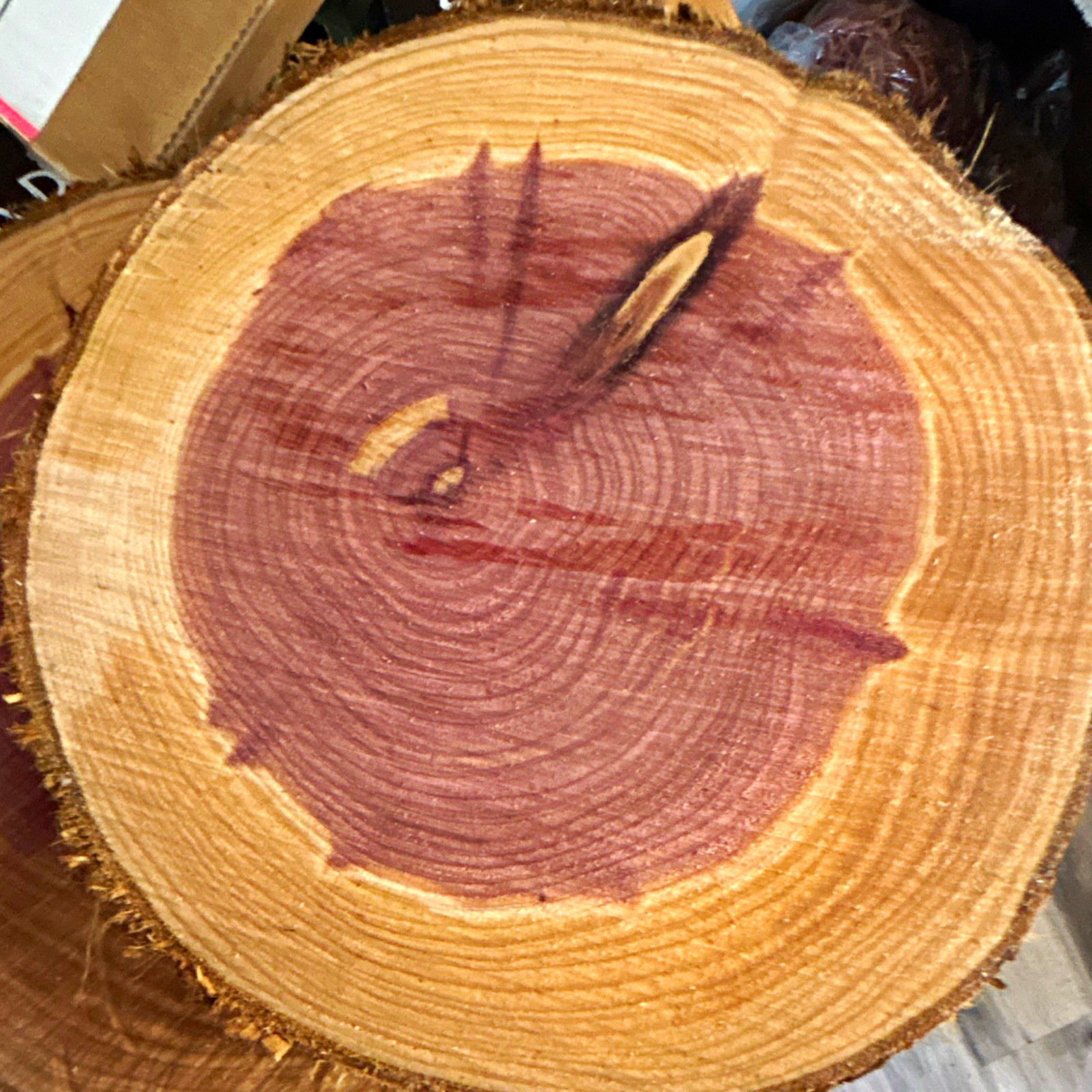 Unfinished Natural CEDAR  8 to 10” Wood Round Bark Edges, Craft Wood  lot 5