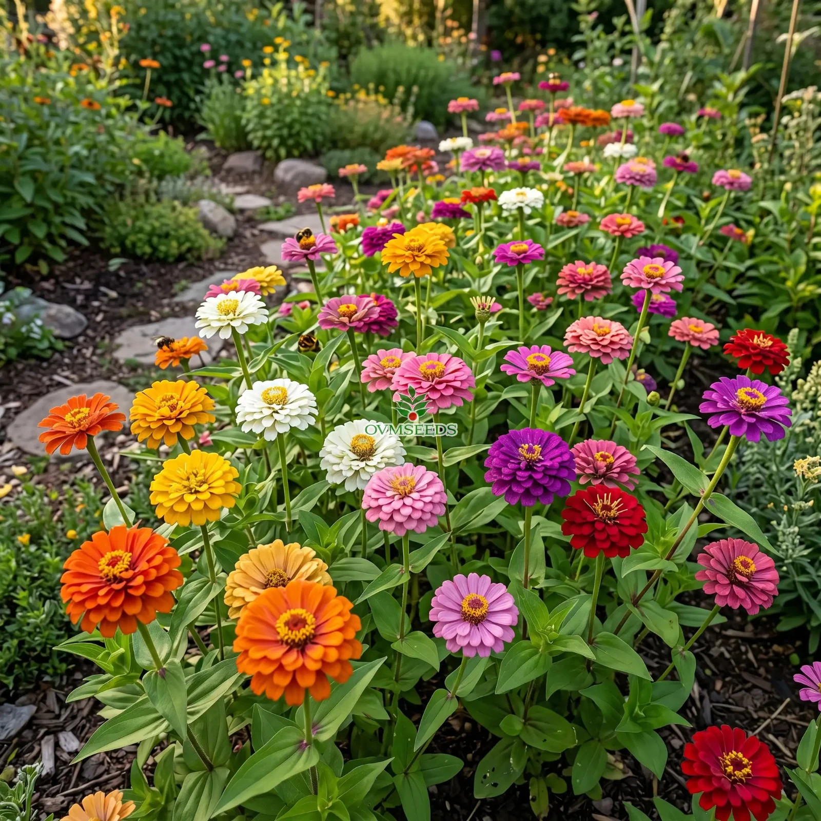 ZINNIA PUMILA MIXED COLORS Zinnia Elegans - 6,250 Bulk Seeds