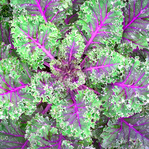 Red Russian Kale Seeds | Heirloom / Non-GMO | | Seed Store | 1099 Red Russian Kale Seeds | Heirloom / Non-GMO | | Seed Store | 1099
