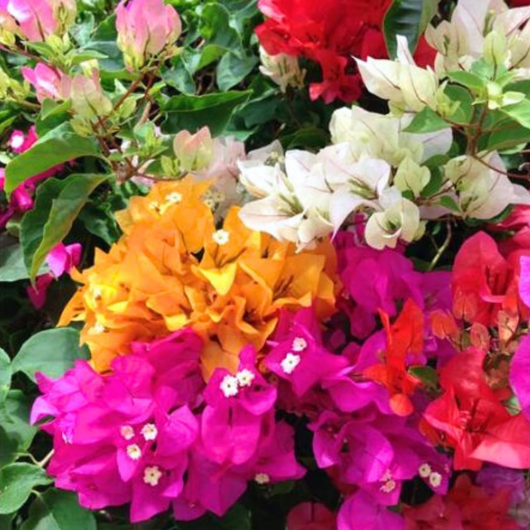 2 Mixed Bougainvillea Plants Live 4-8 Inch Tall, Flowering Vine 2 Mixed Bougainvillea Plants Live 4-8 Inch Tall, Flowering Vine