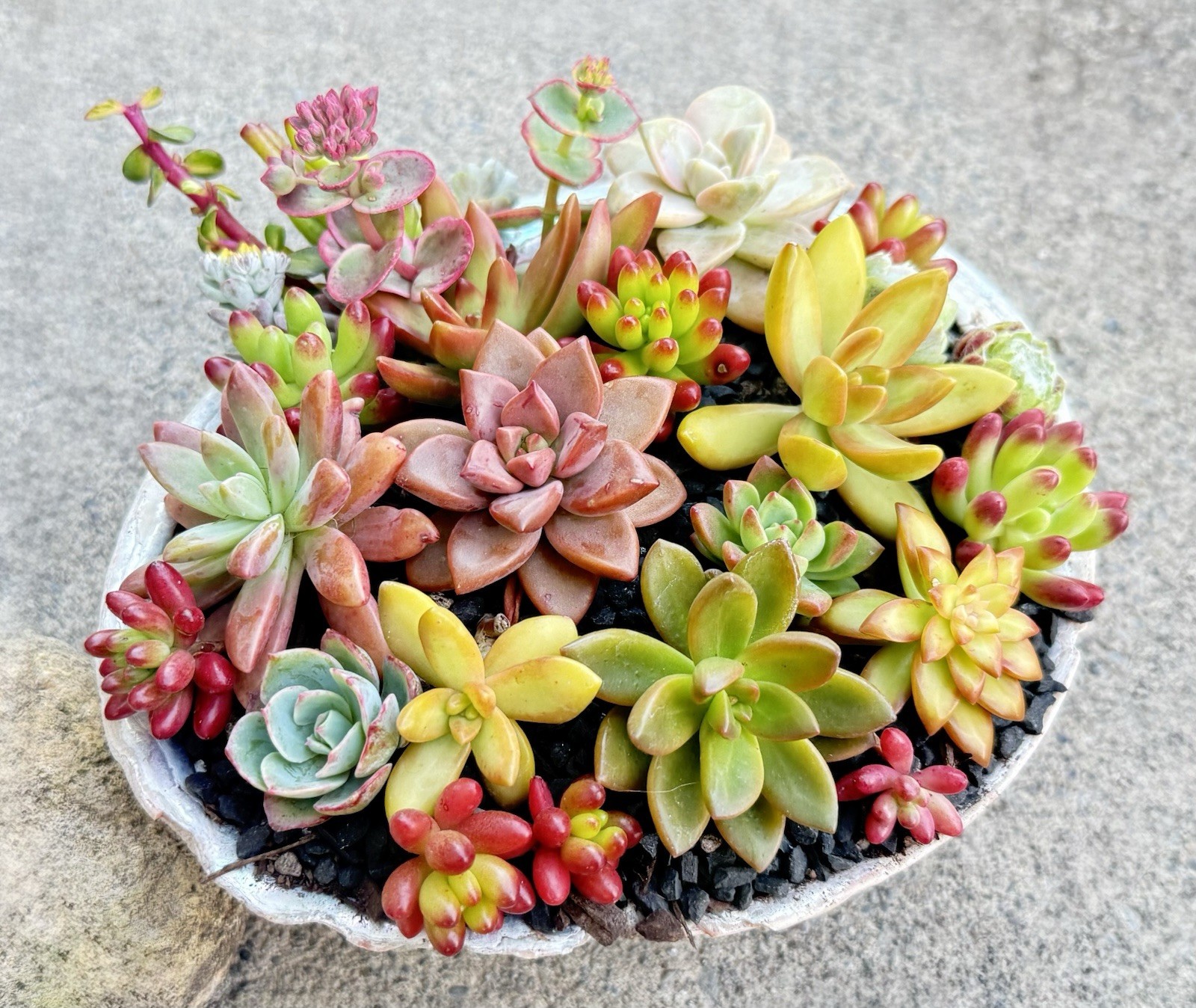 10 Beautiful, Colorful Healthy Rosette Succulent Cuttings Plus Extras 