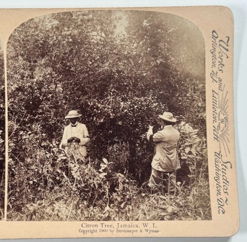 Citron Tree, Jamaica, W. I. Antique Vintage Stereoview Card