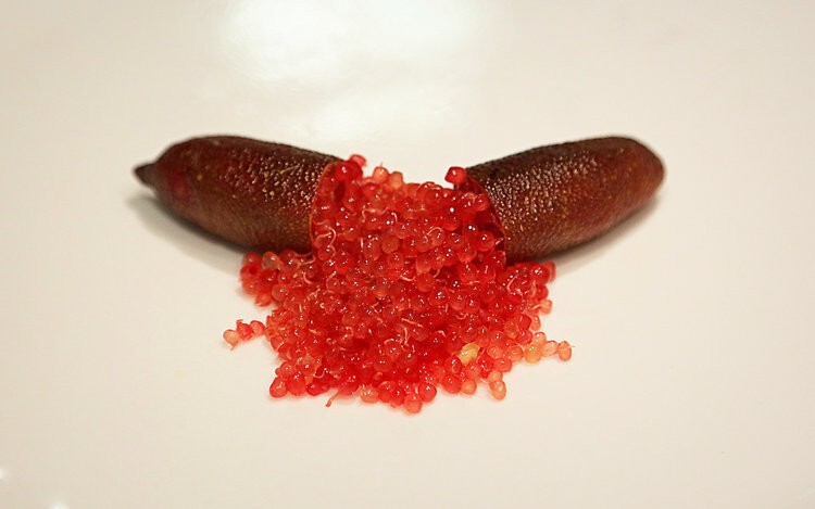 Rare  CRIMSON TIDE Australian Finger Lime- 3 cuttings , no roots- imported