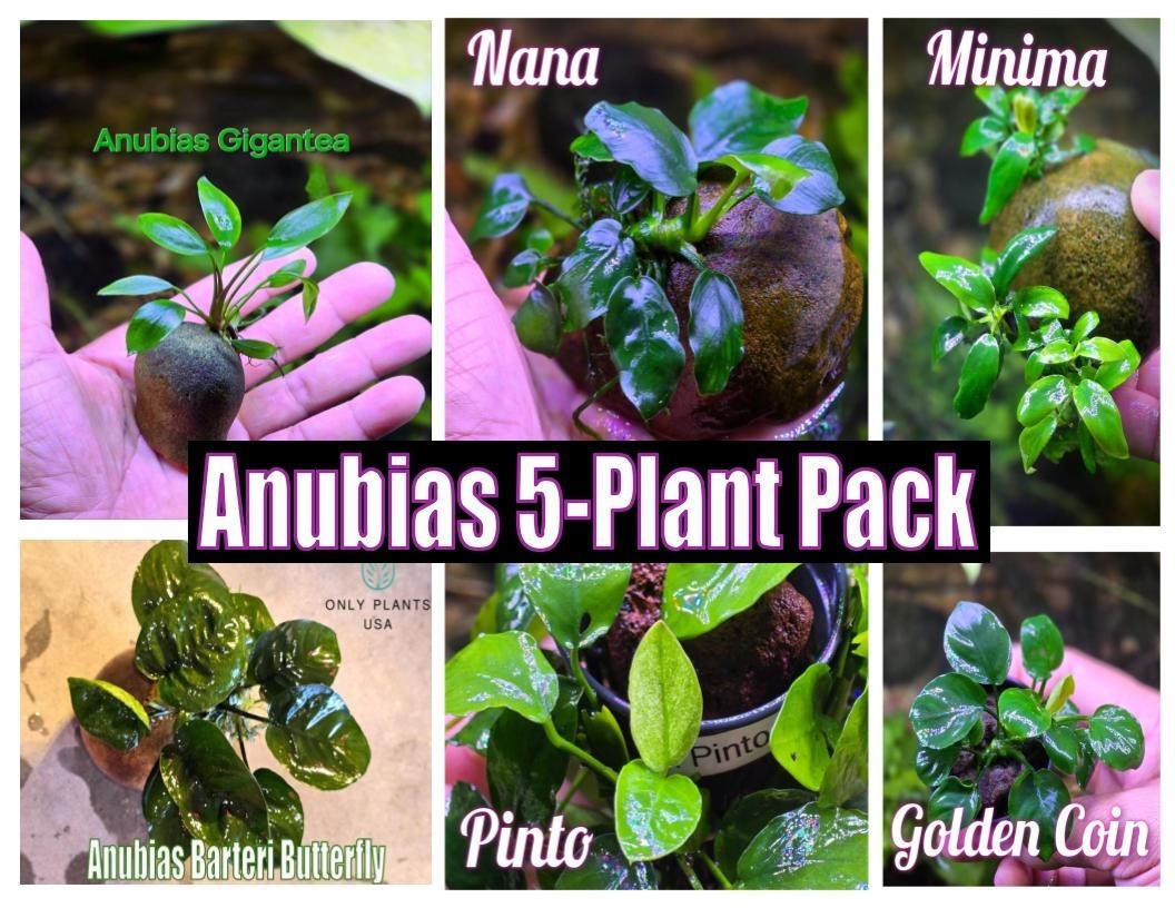 5 Pack of Anubias Plants Live Aquatic Epiphyte Anubias Shrimp Tank Fish Aquarium
