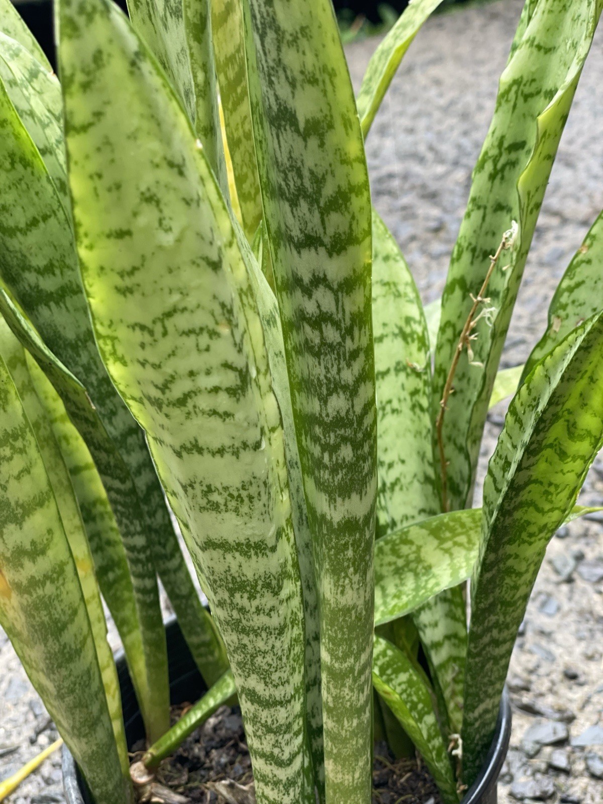 5 Rooted Snake Plants Sansevieria Hawaii Bulk Air Purify Mother in Law Tongue