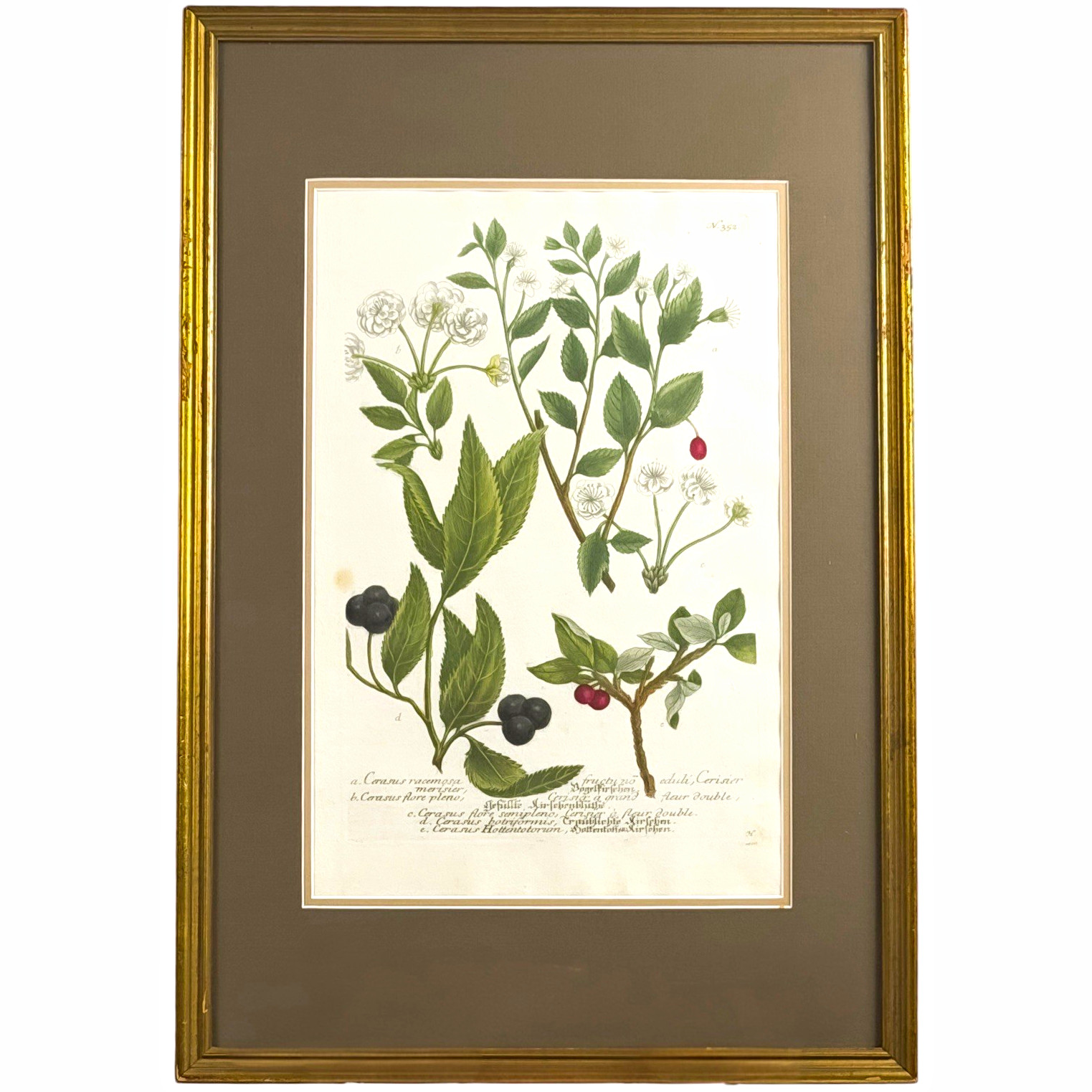 Weinmann Cherry Mezzotint 1739 | Antique Hand-Colored Berries & Botanical Print 