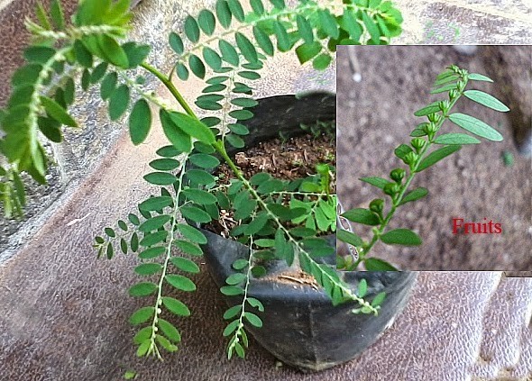 100% Dried Phyllanthus Amarus Leaves All Natural Thai Ewe Eyin Olobe FEVER