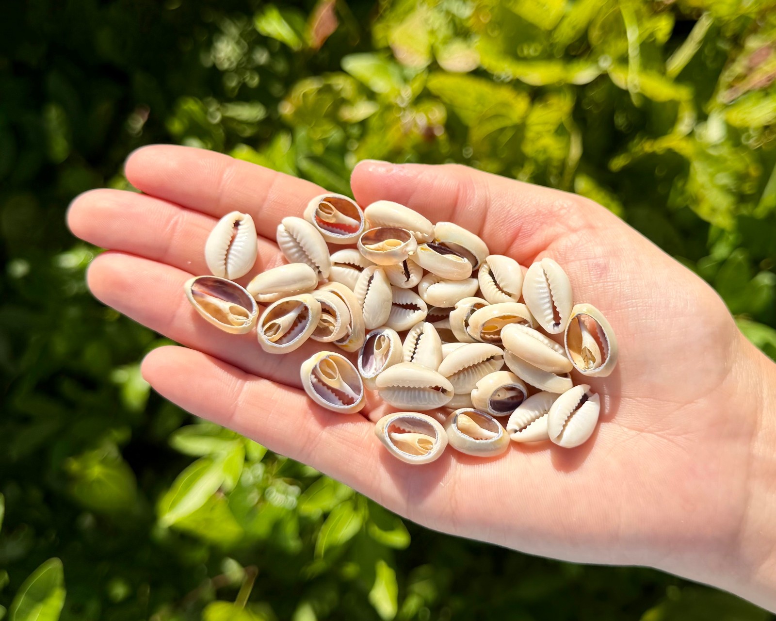1/4 lb Cut Cowrie Shells - 140-180 Sliced Cowry Seashells for Jewelry & Crafts