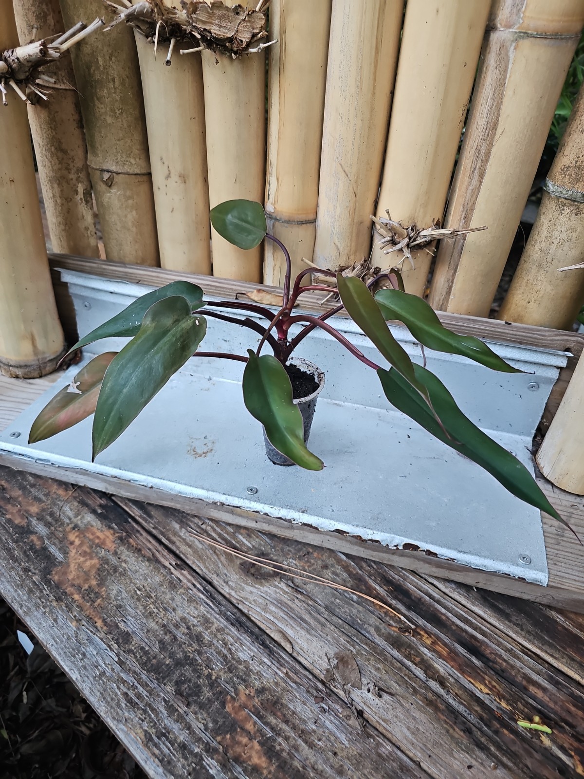 Large Philodendron Majesty Exact Plant 3