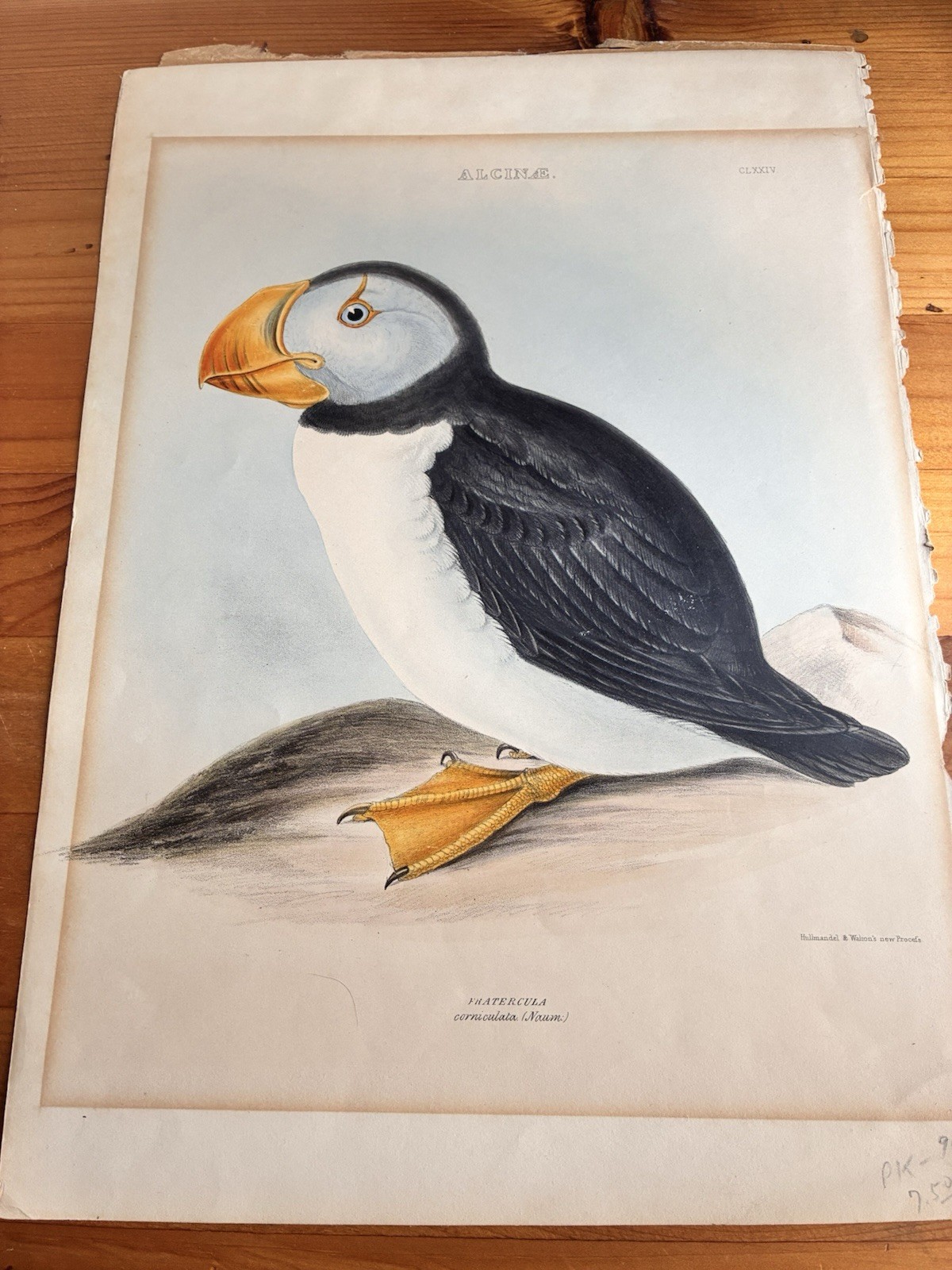 1847 Original Litho Out Of Grays Genera of Birds Folio Ed. Puffin Alcinae CLXXIV