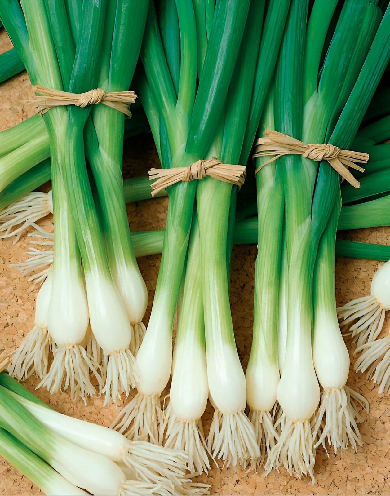 1,000 Heirloom Tokyo Long White Bunching Onion Scallion Seeds - Organic NonGMO