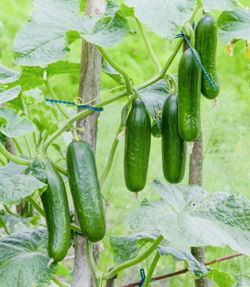 100+ Fresh Harvest Tendergreen Burpless Cucumber Seeds NonGMO Heirloom Variety