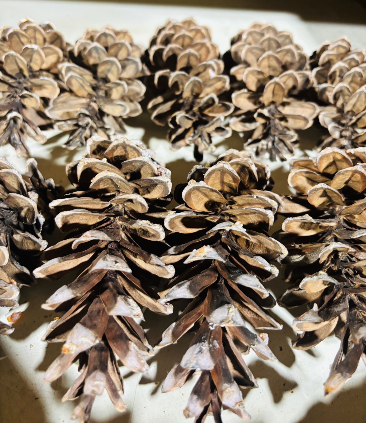 Lot of 25✨Eastern White Pine Cones Natural 🌲5-8” Medium Size Bulk Holiday Craft