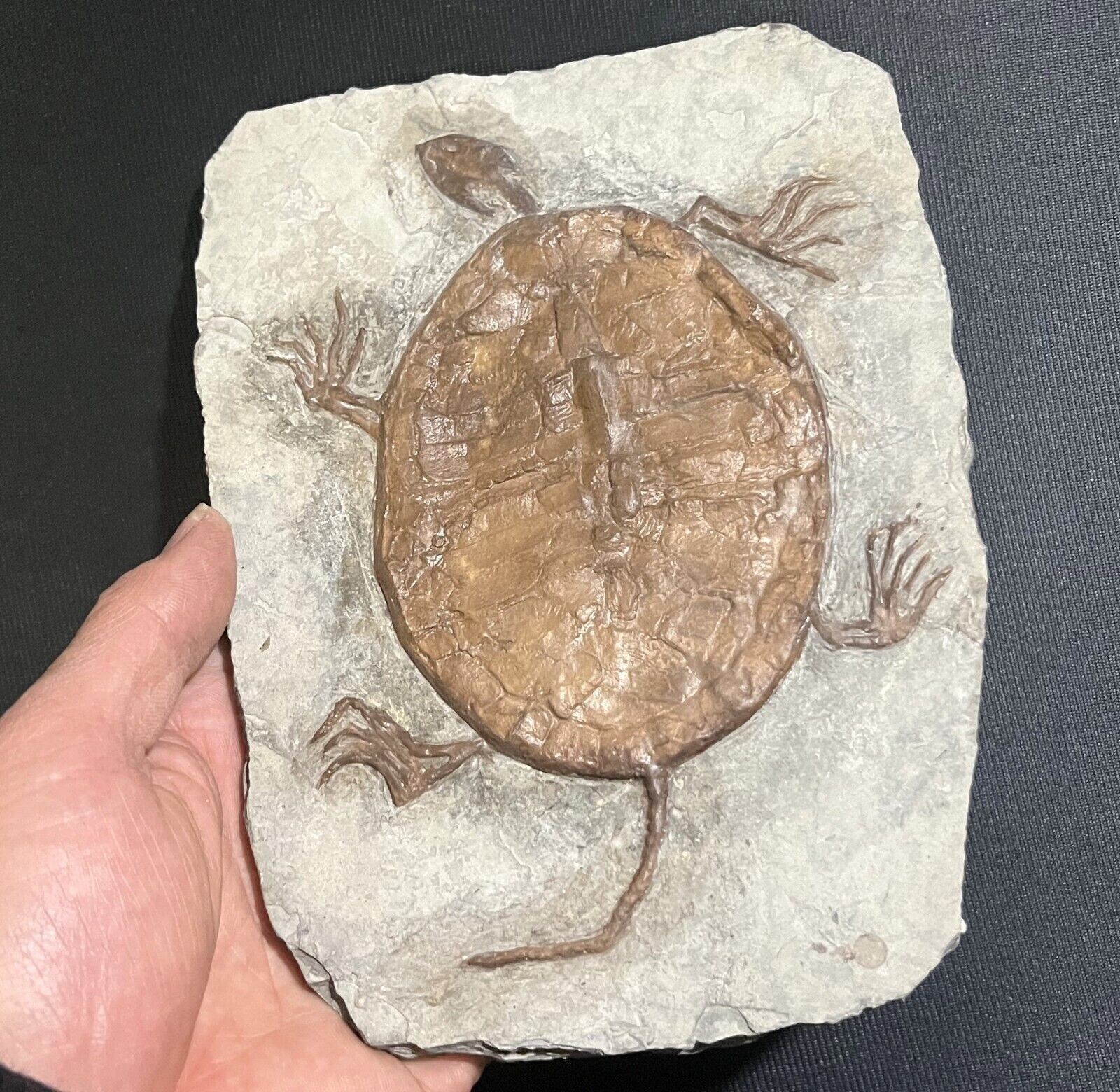 Real Turtle Fossil Rare Chinese Best Triassic Keichousaurus Collection 90002 Real Turtle Fossil Rare Chinese Best Triassic Keichousaurus Collection 90002
