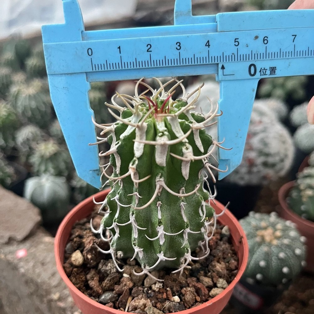 5-6cm 1Pieces Cactis Live Euphorbia Columnaris Caudex Garden Rare Planting 5-6cm 1Pieces Cactis Live Euphorbia Columnaris Caudex Garden Rare Planting