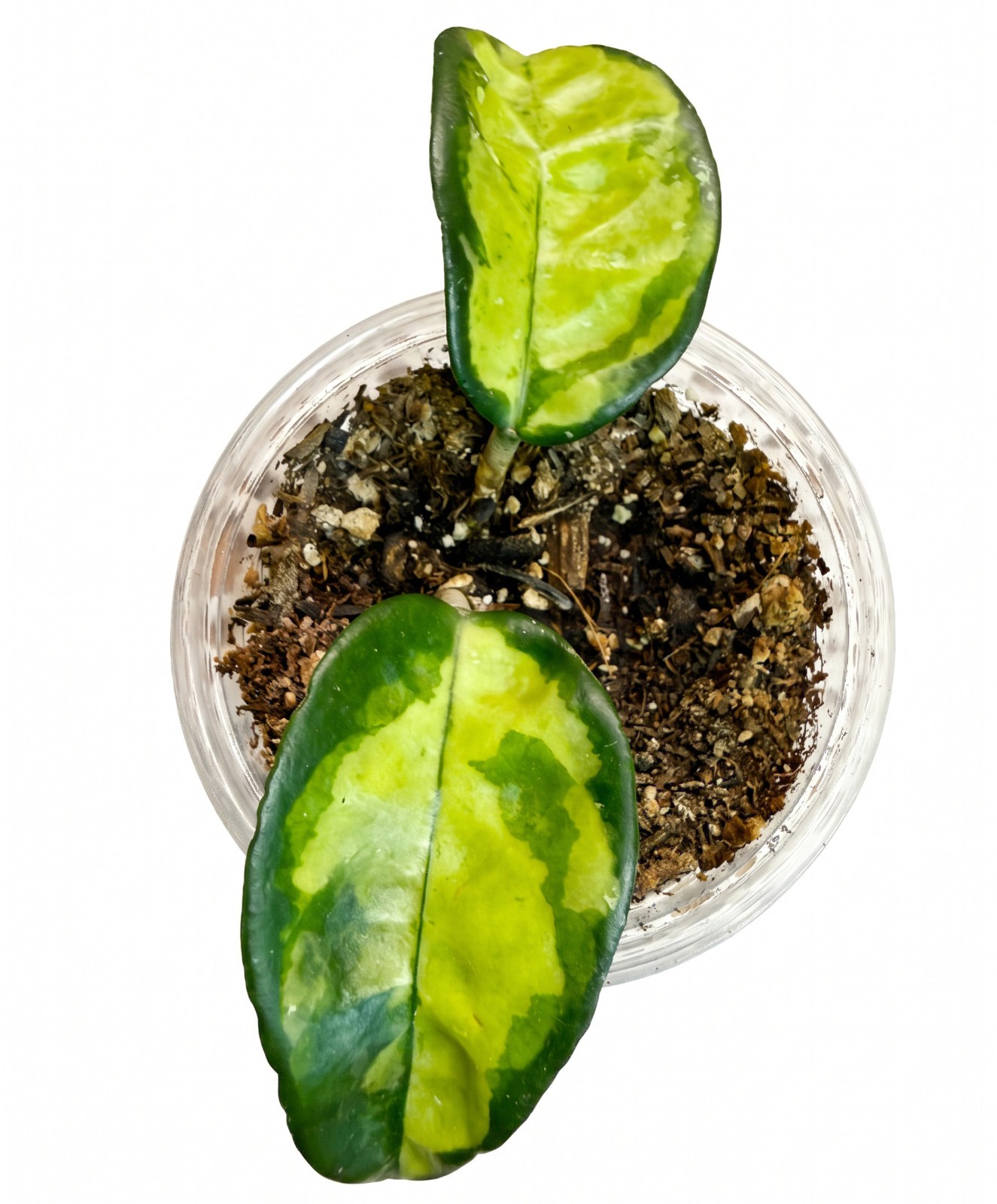 Hoya Krinkle 8 Inner Variegated -Fully Rooted- Rare Collector Hoya