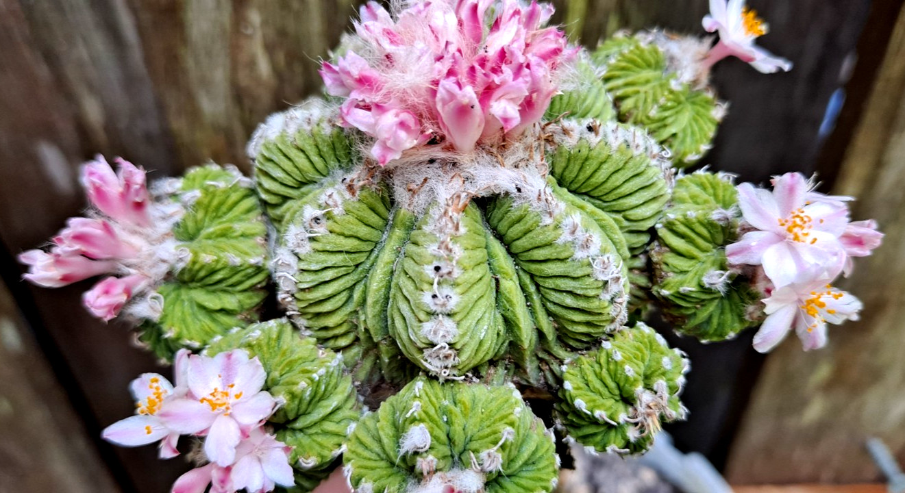 ASTROPHYTUM  RARE FORM  ** RARE & GORGEOUS    ***