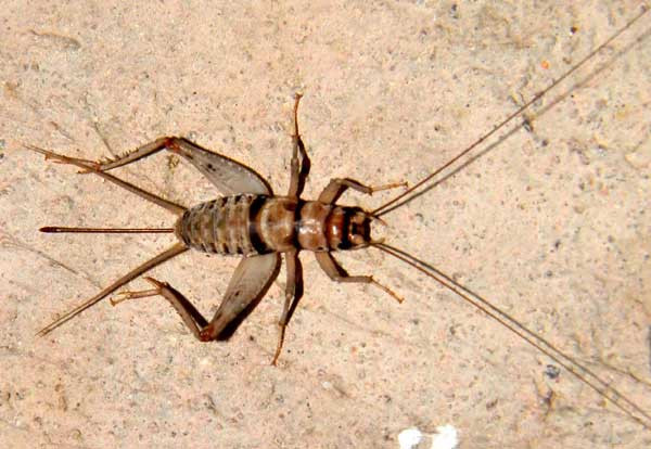 Live Banded Crickets - All Sizes 100 - 5,000 - Reptile Food Live Banded Crickets - All Sizes 100 - 5,000 - Reptile Food