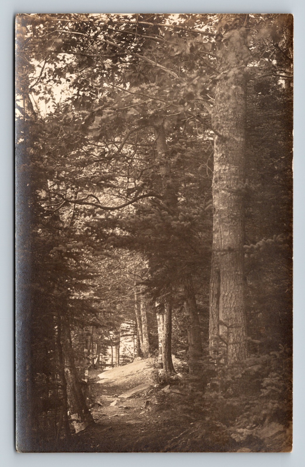 RPPC Into the Woods Beautiful Landscape VINTAGE Postcard AZO 1926-1940 RPPC Into the Woods Beautiful Landscape VINTAGE Postcard AZO 1926-1940