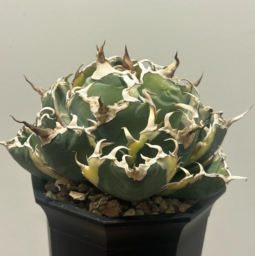 10cm RareSucculent Plant Agave titanota \'Hakugei\' VariegataWYSIWYG