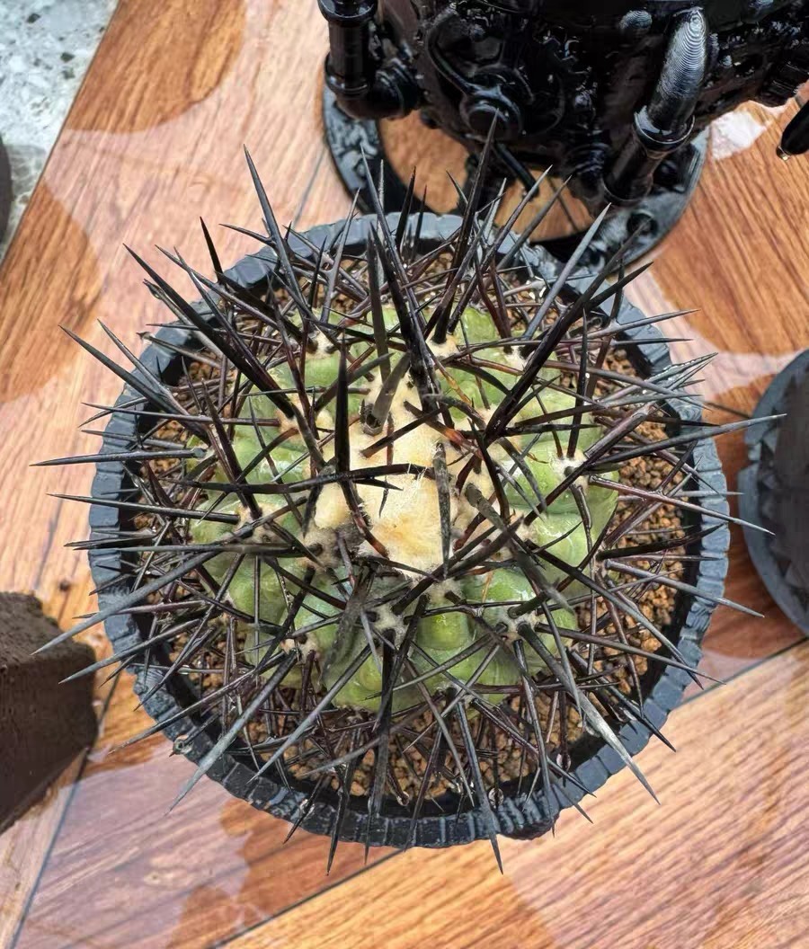 6cm RareSucculent Plant Copiapoa cinerea WYSIWYG Boutique Garden roots a little/ 6cm RareSucculent Plant Copiapoa cinerea WYSIWYG Boutique Garden roots a little/
