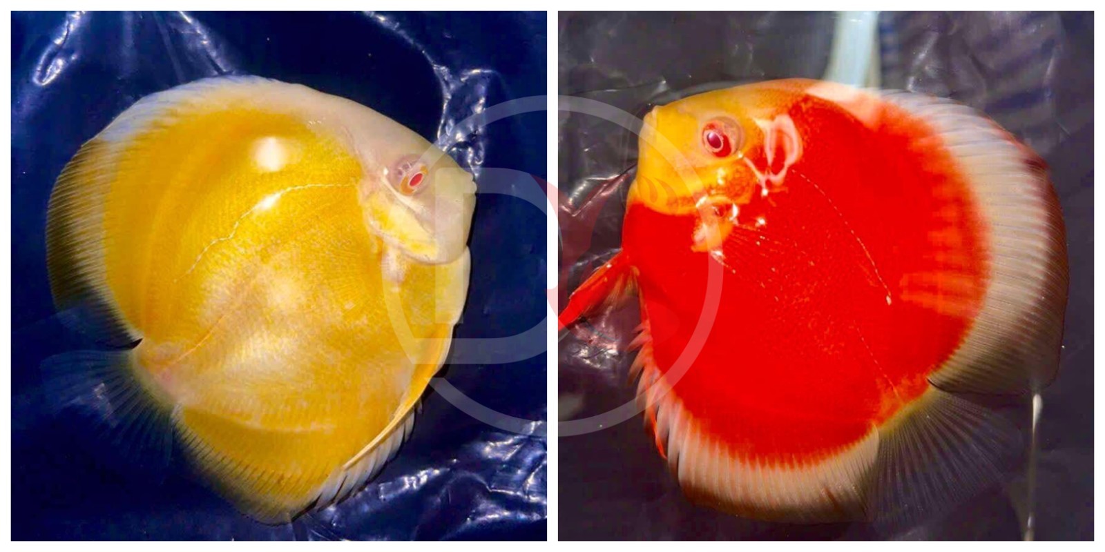 Pack of 2 Live  Discus Fish - Albino Yellow x Albino Red -  Size 4in - 4.5in