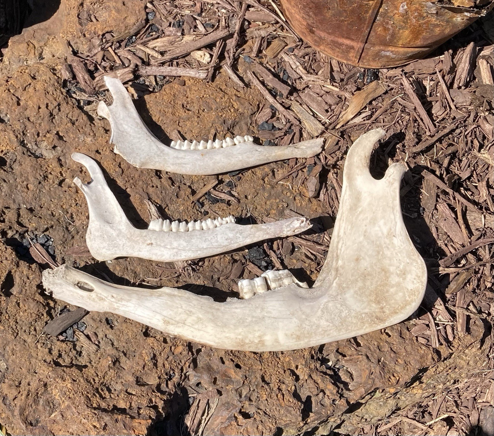 3 Real Cow Kansas Angus Bones Lower Mandible Teeth Skull taxidermy Oddity Bones 3 Real Cow Kansas Angus Bones Lower Mandible Teeth Skull taxidermy Oddity Bones