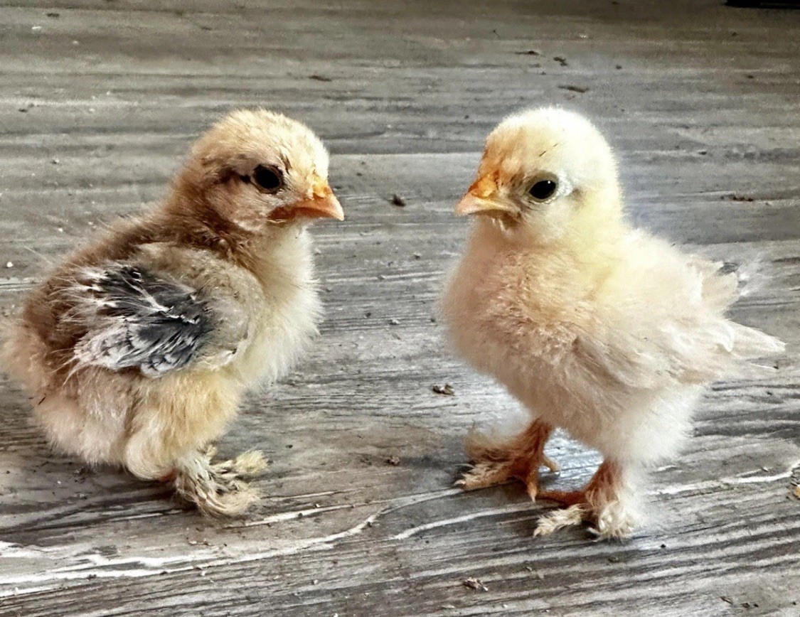 Species:Bantam Cochin Hatching Eggs | Strong Buff And Lavender Line.