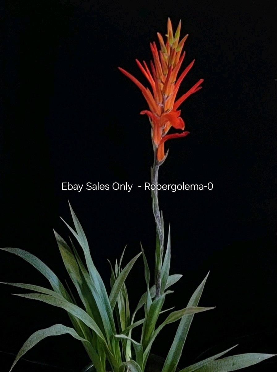 Pitcairnia ringens Seeds - Freshly-Harvested Seeds - Rare Bromeliad - Beautiful
