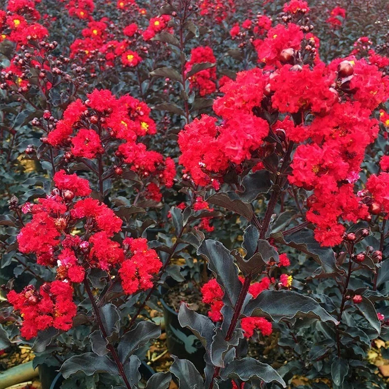 EBONY FIRE~~Crepe Crape Myrtle Starter Lagerstroemia Well Rooted \