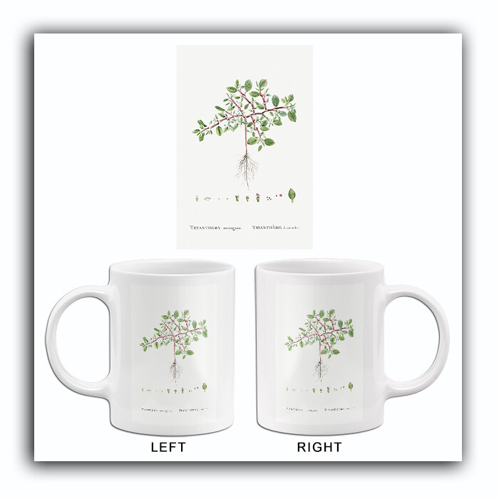 Trianthema Monogyna (Desert Horsepurslane) - 1799 - Redoute Illustration Mug