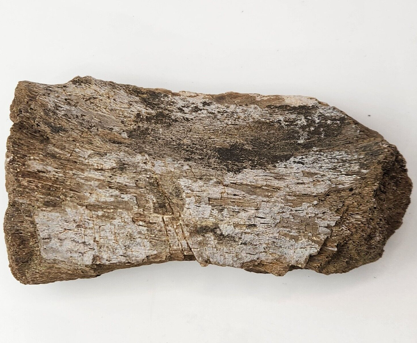 Sauropod Caudal Vertebra Fossil - Personal Find - Morrison Fm. - Big Horn Co, WY